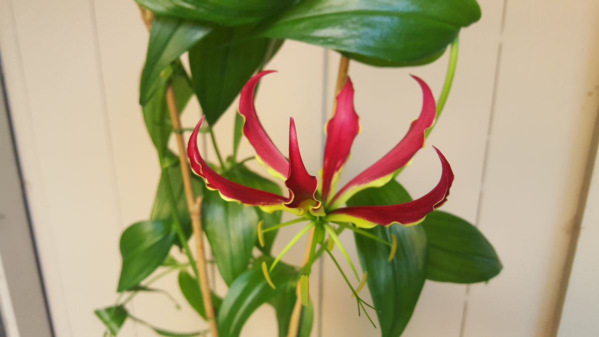 Zimbabwean Flame lily